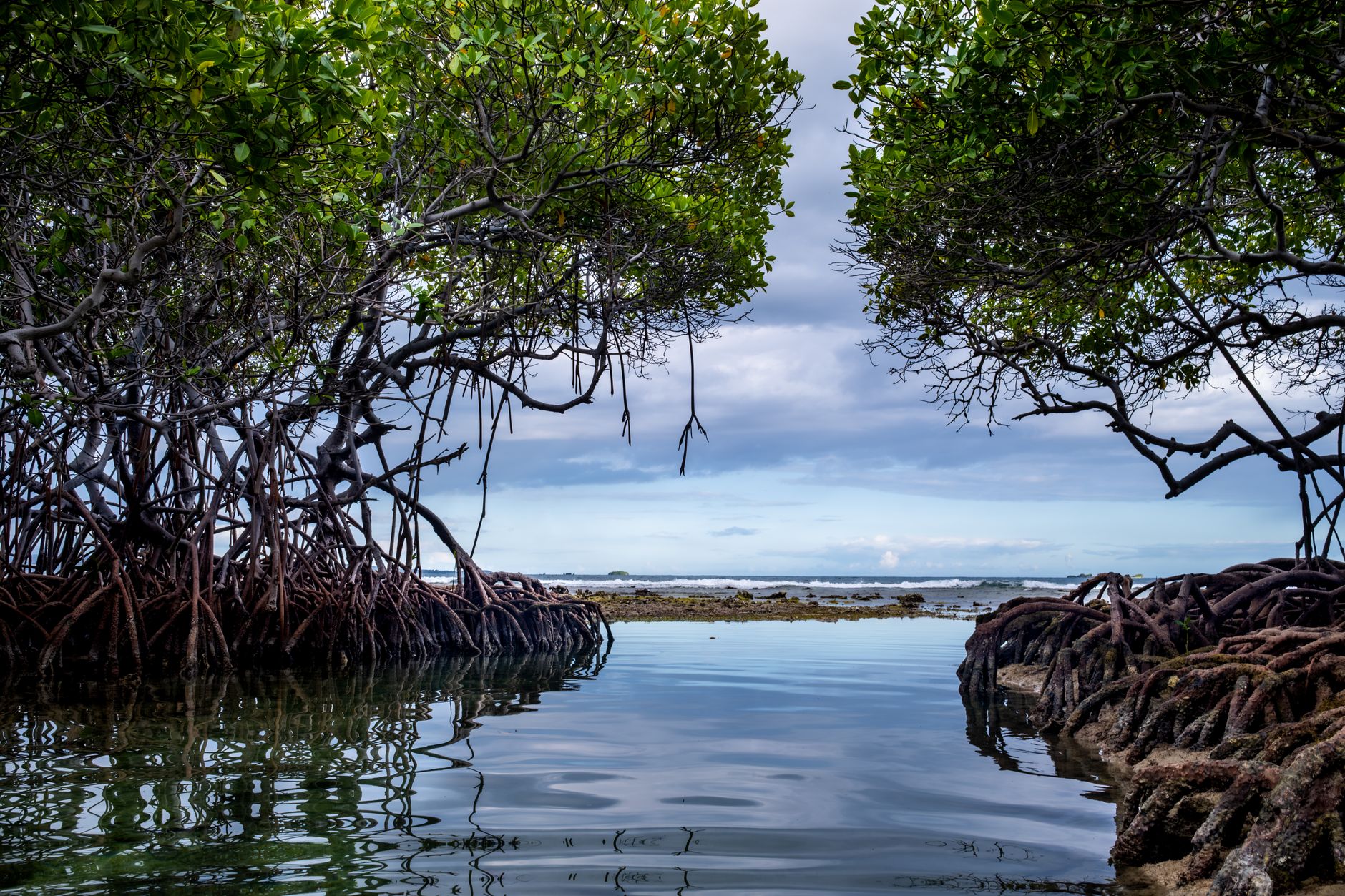 Mangrove forest at low tide with exposed root systems along a calm coastal waterway