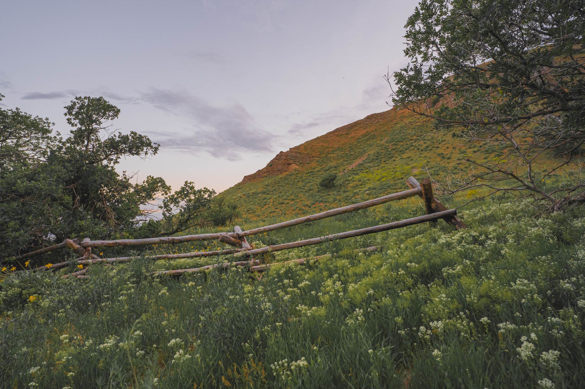 Wildflowers blooming across a rolling hillside in a highland landscape