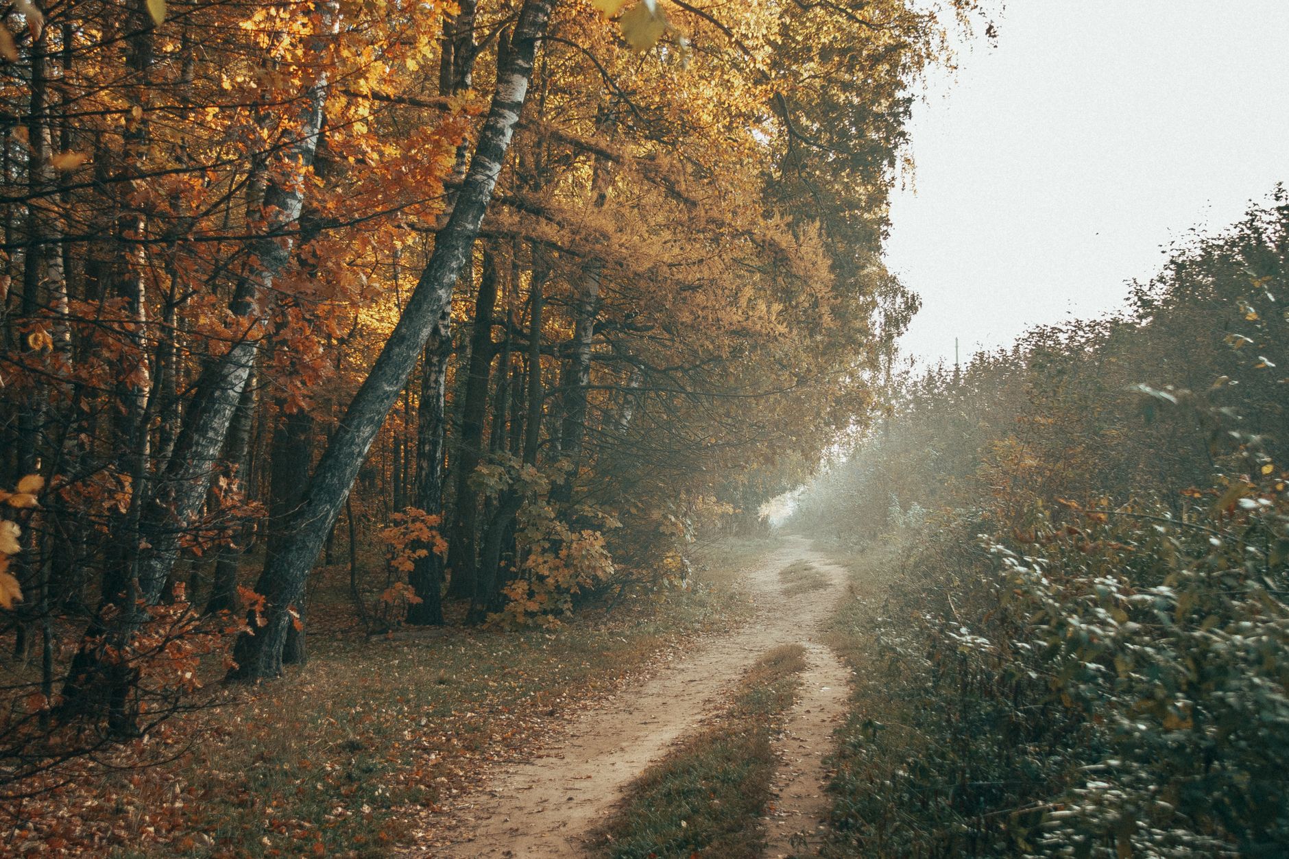 A hiking trail winding through golden autumn forest with heavy tree canopy overhead