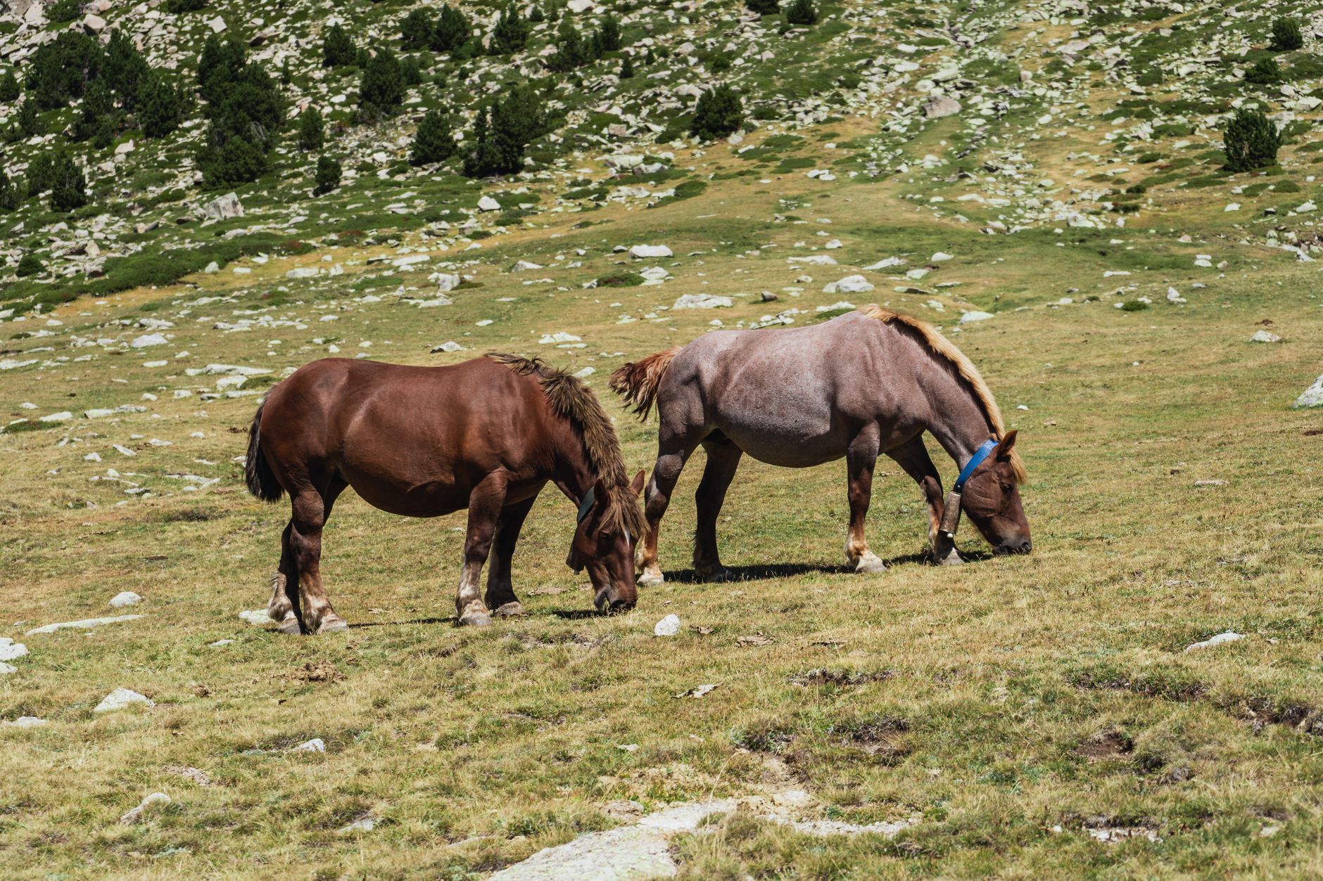 Horses grazing on open alpine meadow above a forested valley in Central Asia