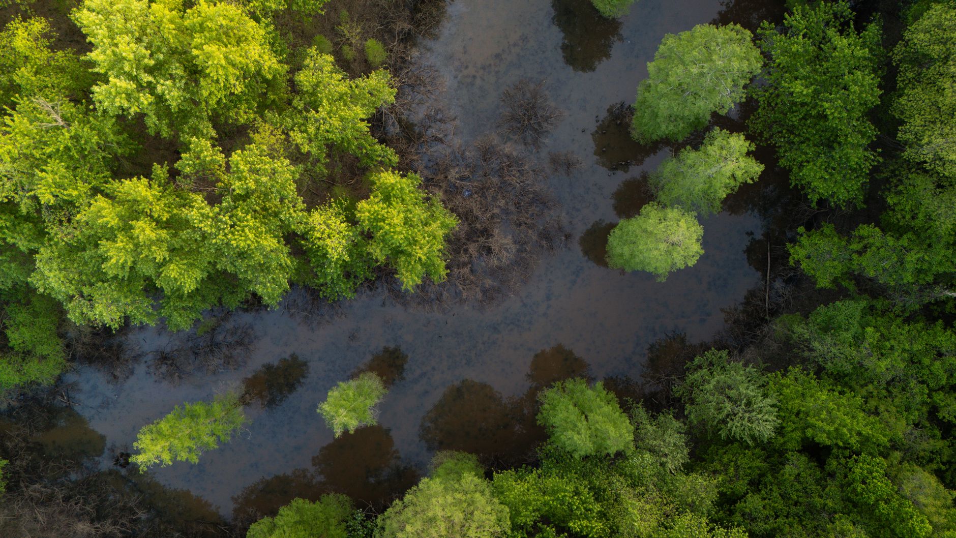 Aerial view of a tropical river winding through dense wetland forest