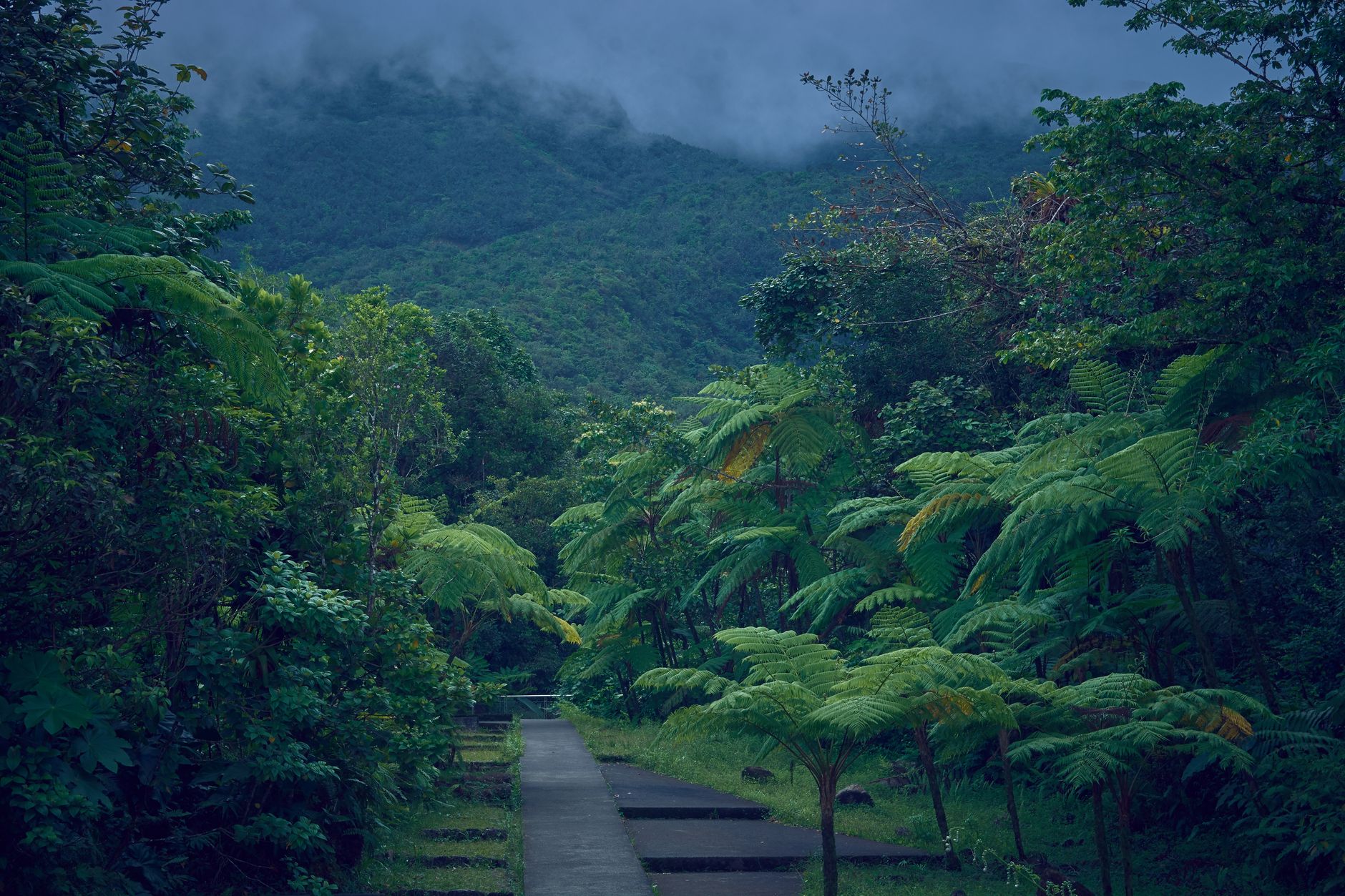 Misty jungle hiking trail through dense tropical vegetation